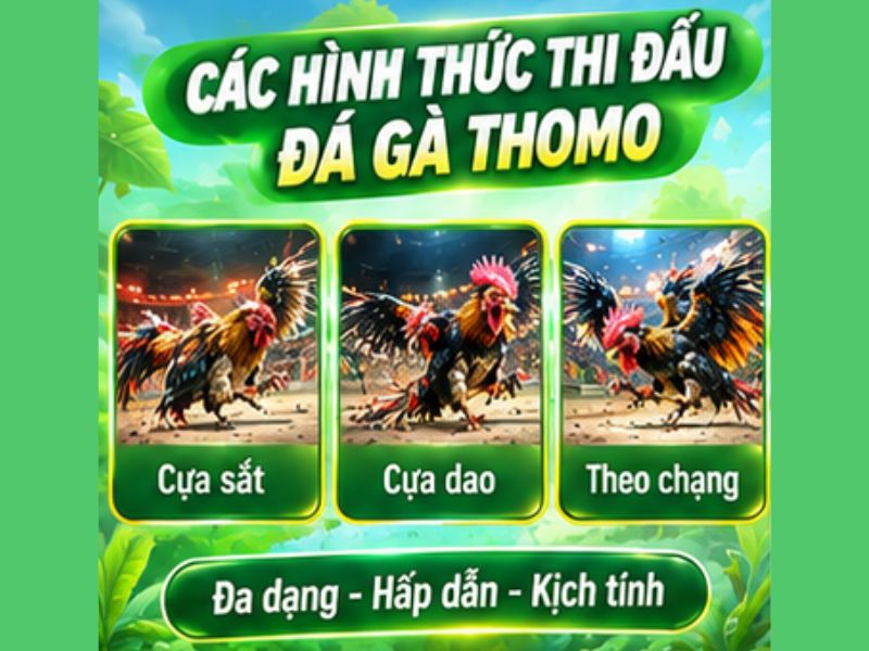 Các Hình Thức Đá Gà Thomo Phổ Biến