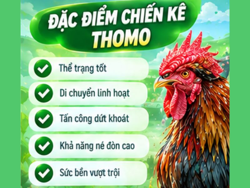 Đá Gà Cựa Sắt Thomo Có Gì Hấp Dẫn?