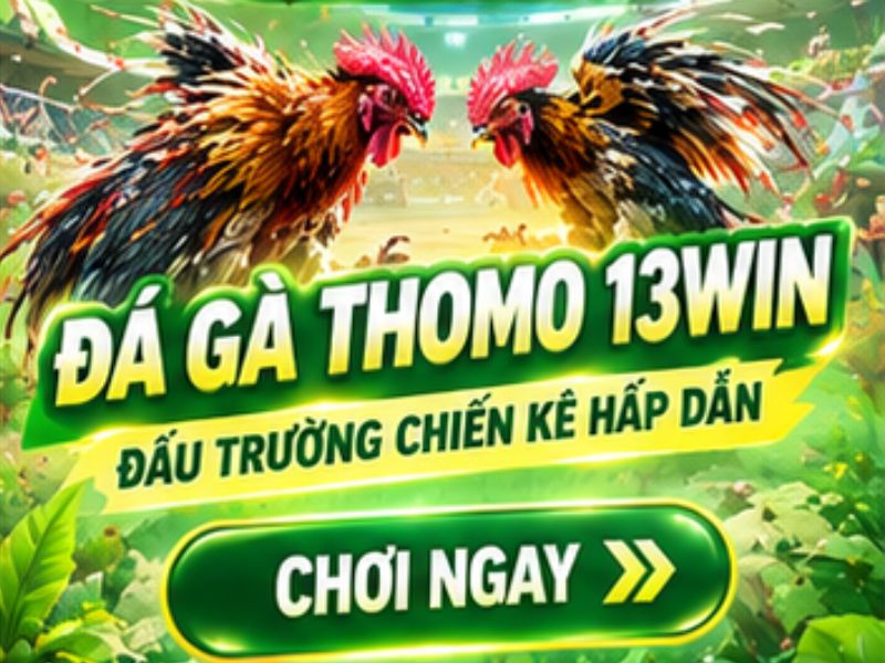 Đá Gà Thomo 13WIN