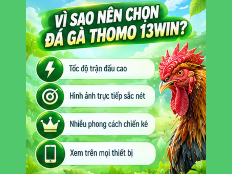Vì Sao Đá Gà Thomo Thu Hút Người Theo Dõi